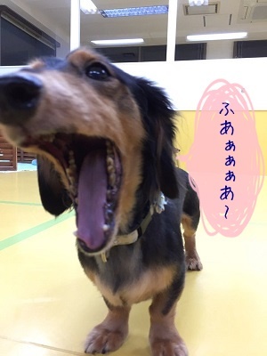 今日もたくさん遊びました(*´▽`*)_f0357682_20371952.jpg