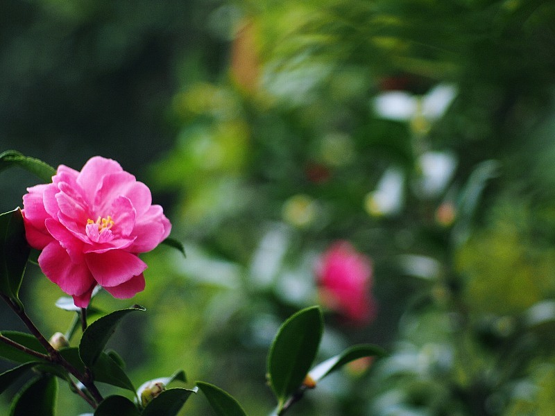 山茶花　どんどん開花_f0364086_19365381.jpg