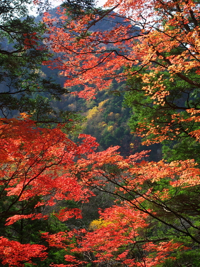 紅葉だより2016～上高地その弐～_d0026589_02375902.jpg