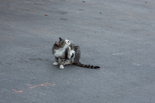  自由な猫たち　2016年10月　＃7_f0003598_1902462.jpg