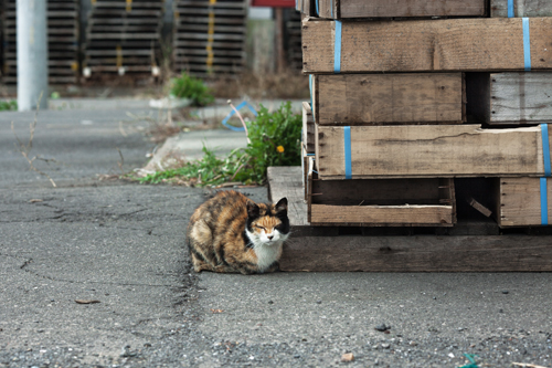  自由な猫たち　2016年10月　＃7_f0003598_1935719.jpg