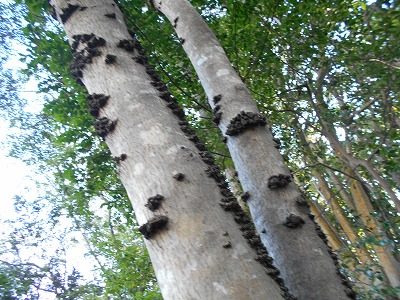 f0308898_1825518.jpg