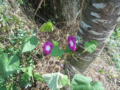 f0308898_2073870.jpg