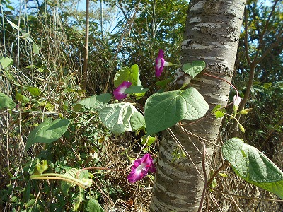 f0308898_2075417.jpg