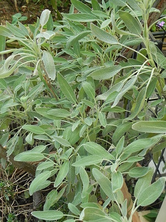 c0152002_19013510.jpg