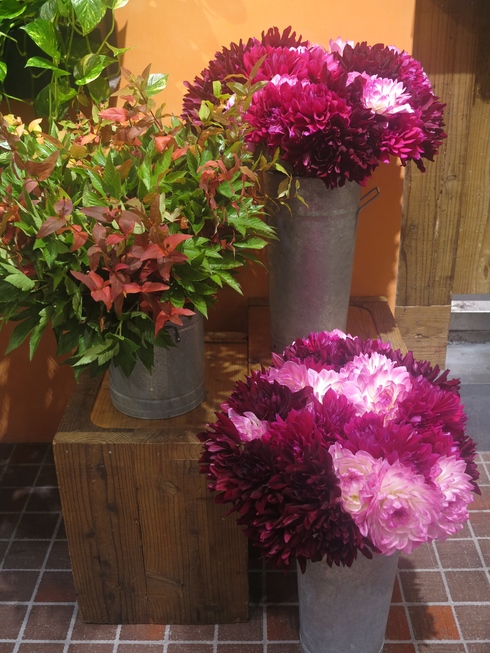 ダリア、好きな花なのに。。。_c0086204_18491521.jpg
