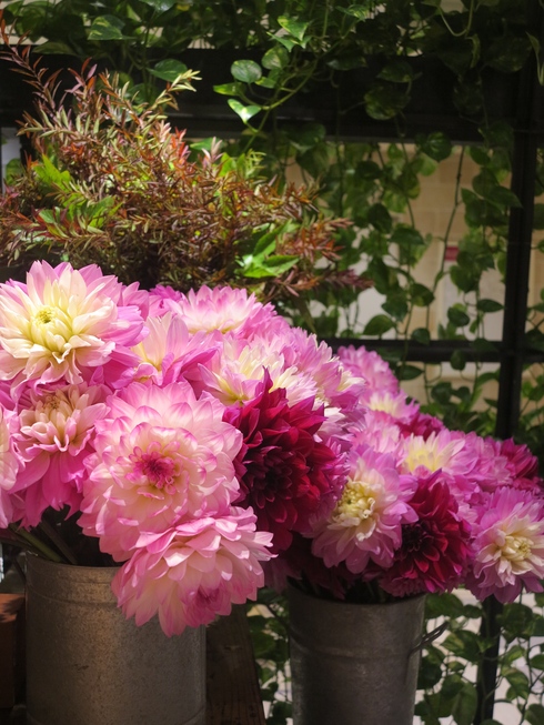 ダリア、好きな花なのに。。。 Flower Supplement Flowering for the comfort living ------- 日々の生活を、心を豊かにする花の世界 ダリアが好き