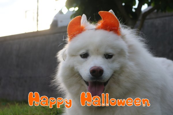 HAPPY☆HALLOWEEN!!_b0073110_1215275.jpg