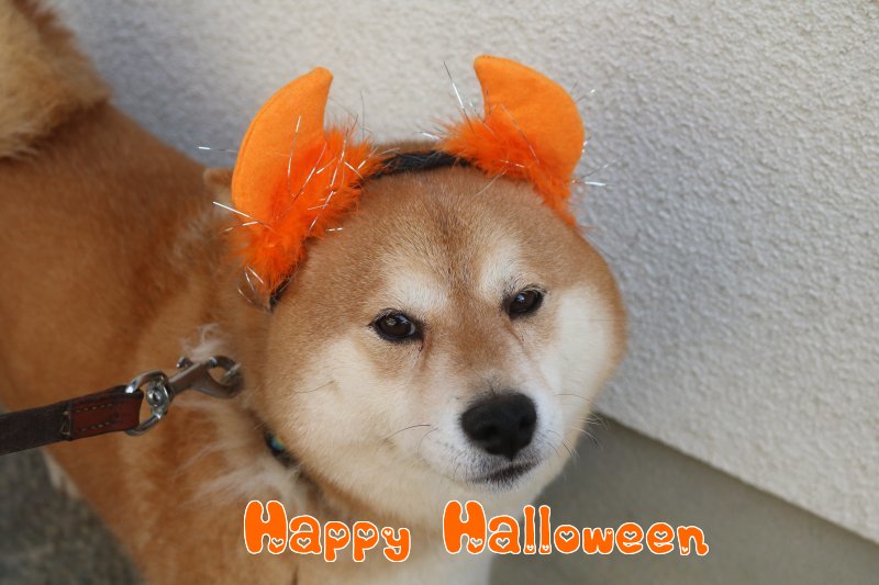 HAPPY☆HALLOWEEN!!_b0073110_122161.jpg