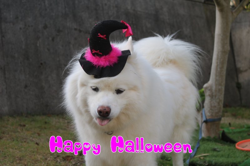 HAPPY☆HALLOWEEN!!_b0073110_1222557.jpg