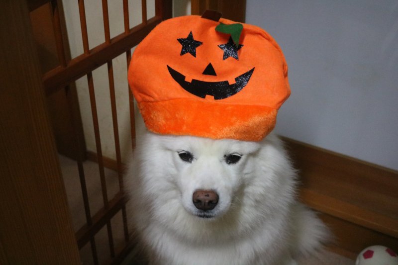 HAPPY☆HALLOWEEN!!_b0073110_123531.jpg