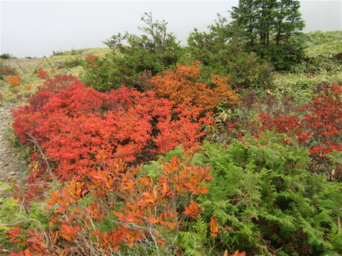 今年初の紅葉・・・の筈が_a0164011_21361192.jpg