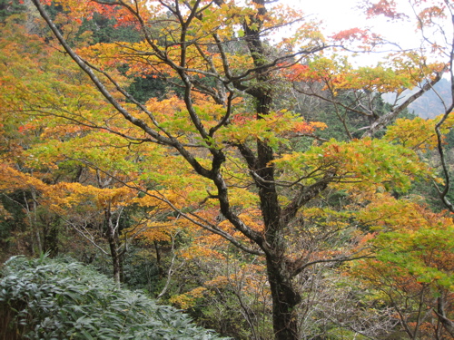 今年初の紅葉・・・の筈が_a0164011_2136599.jpg