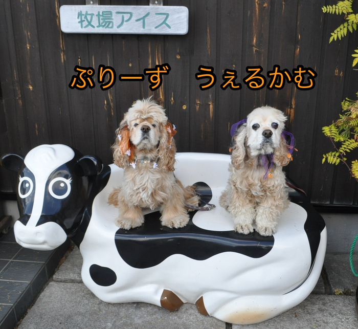 ０℃の国見でハロウィーン_b0067012_6595100.jpg