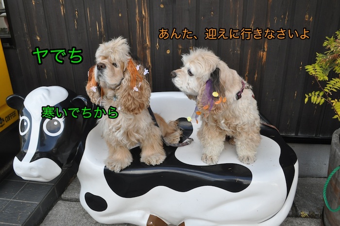 ０℃の国見でハロウィーン_b0067012_753010.jpg