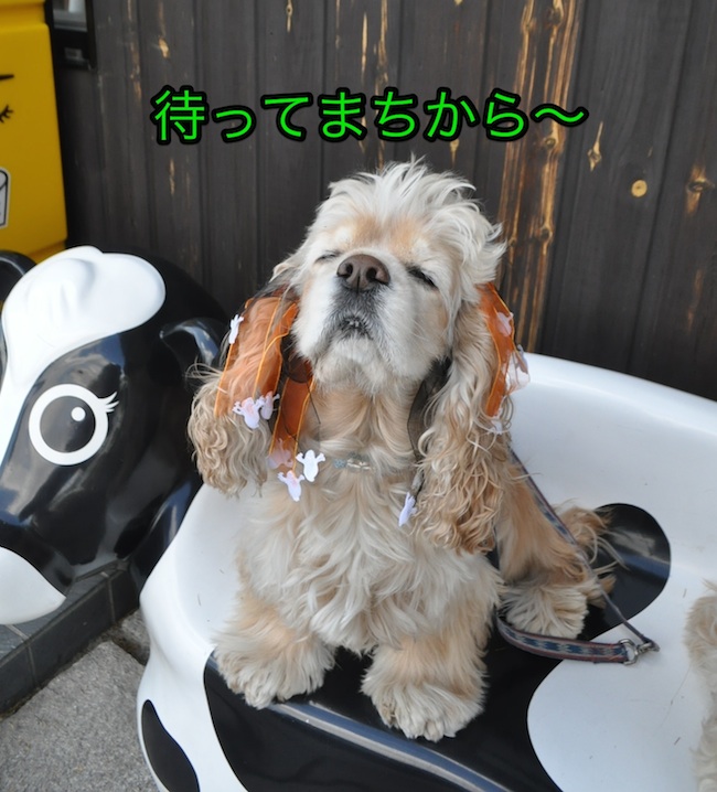 ０℃の国見でハロウィーン_b0067012_761078.jpg