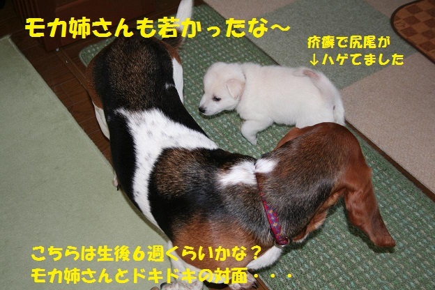 べっちゃん10歳♪♪_f0121712_06291915.jpg