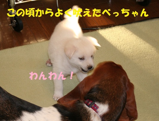 べっちゃん10歳♪♪_f0121712_07490166.jpg