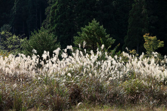 16 北山の秋1 花背の秋_e0048413_21504249.jpg