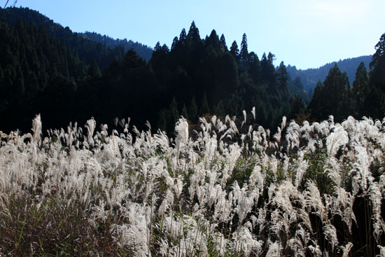 16 北山の秋1 花背の秋_e0048413_21505751.jpg