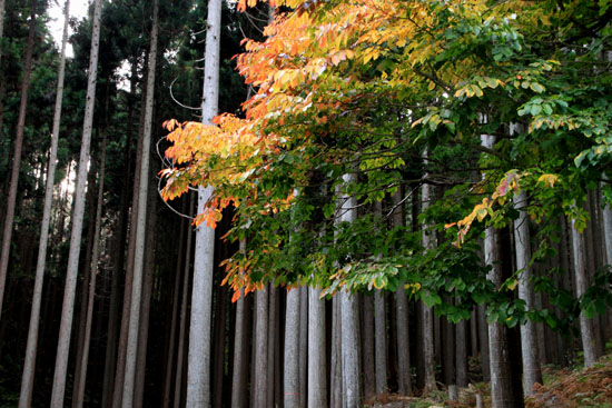 16 北山の秋1 花背の秋_e0048413_21513853.jpg