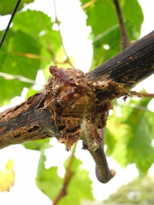 コウモリ蛾食害と自然治癒力_d0336530_20132084.jpg