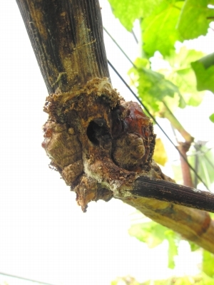 コウモリ蛾食害と自然治癒力_d0336530_20132905.jpg