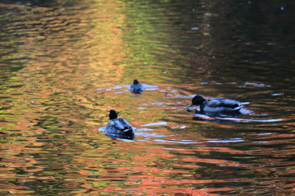 f0229832_11594142.jpg