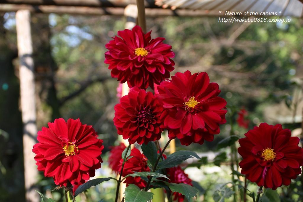 花言葉は移り気 ダリアの花の顔色々 自然のキャンバス