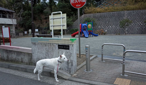 Vol 1099 駒岡堂ノ前公園 小太郎の白っぽい世界