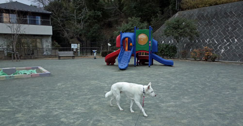 Vol 1099 駒岡堂ノ前公園 小太郎の白っぽい世界