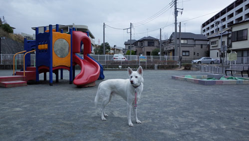 Vol 1099 駒岡堂ノ前公園 小太郎の白っぽい世界