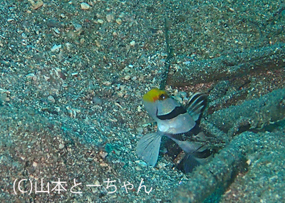 b0163039_1437618.jpg