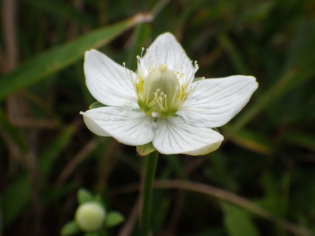 その後の花の状態は・・平尾台_e0164643_22121375.jpg