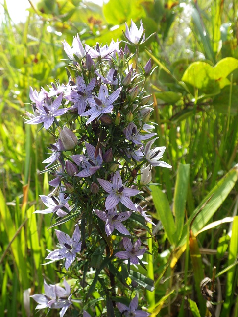 その後の花の状態は・・平尾台_e0164643_22132813.jpg