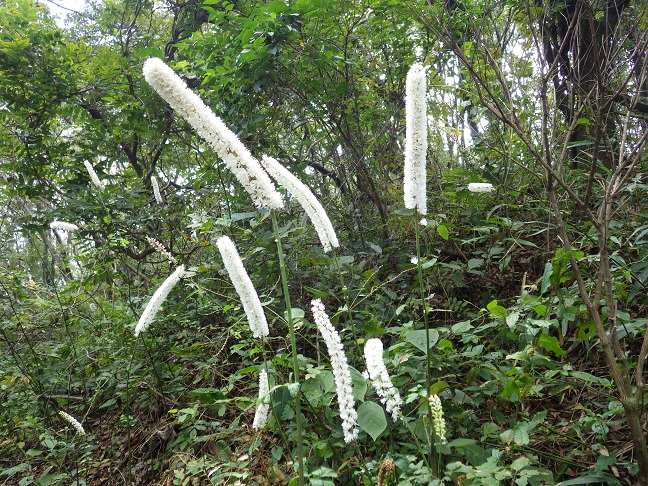 その後の花の状態は・・平尾台_e0164643_22145132.jpg