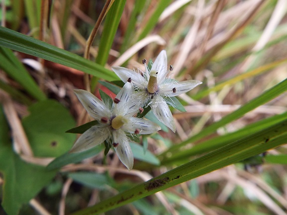 その後の花の状態は・・平尾台_e0164643_2218338.jpg