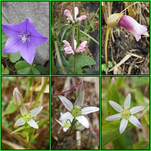 その後の花の状態は・・平尾台_e0164643_22221079.jpg