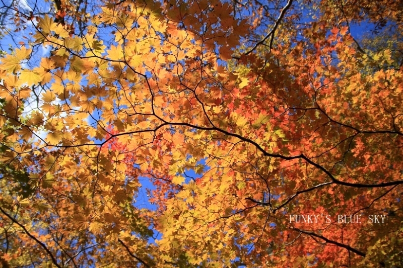 c0145250_16574071.jpg