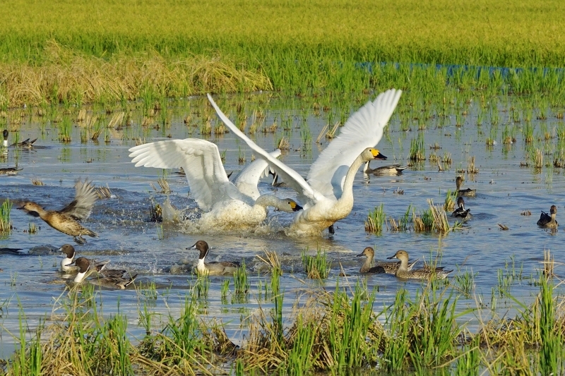 白鳥飛来　2　　2016-10-31　更新_e0229455_00525140.jpg