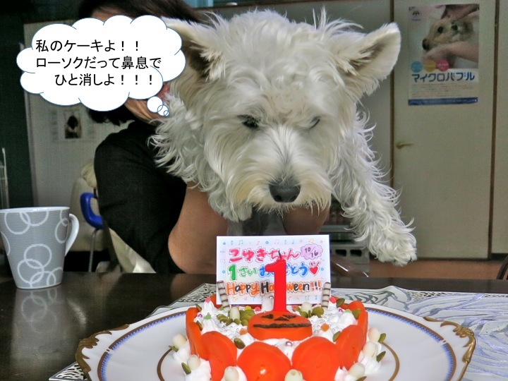 こゆきお嬢さん、1歳のバースデー_c0260460_16172646.jpg