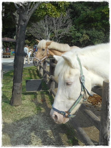 若松響灘緑地ｸﾞﾘｰﾝﾏﾙｼｪに参加♪_f0366679_21572848.jpg