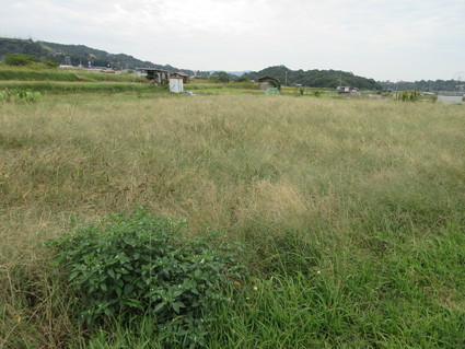 f0053885_1903254.jpg