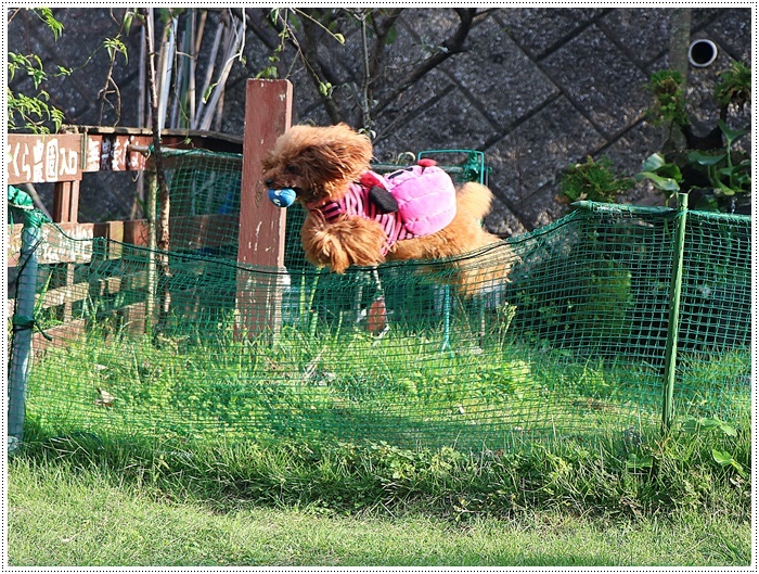 飼い主はハロウィンを楽しんだけど、２わんずは疲れたって～（*⌒∇⌒*)テヘ♪_b0175688_01373088.jpg