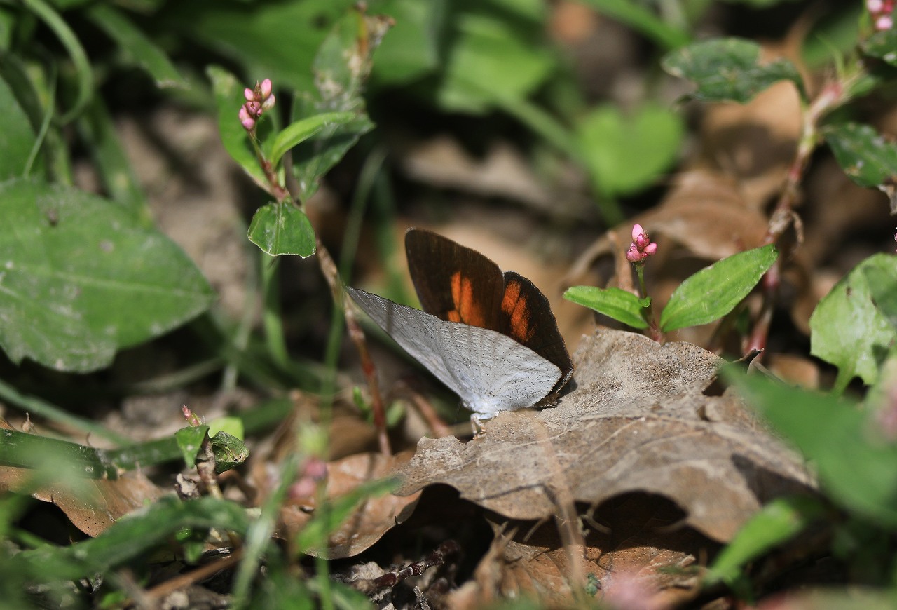 A公園の蝶_f0296999_15574071.jpg