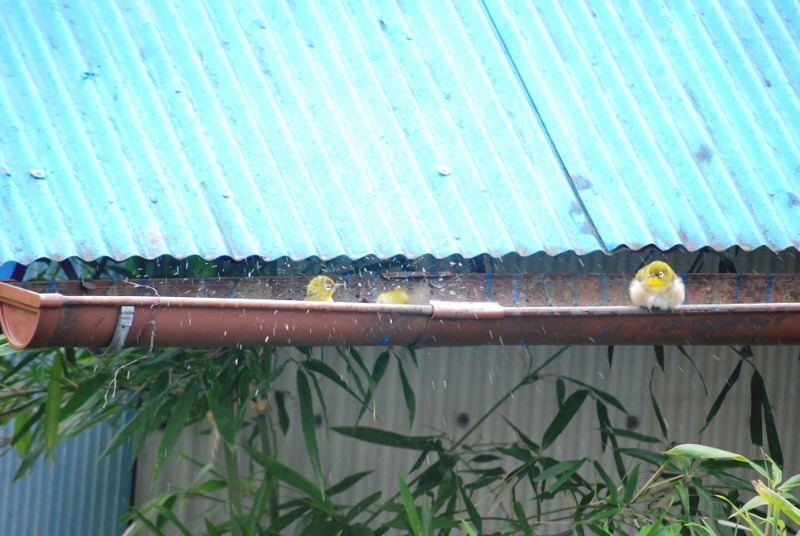 e0025300_1048189.jpg