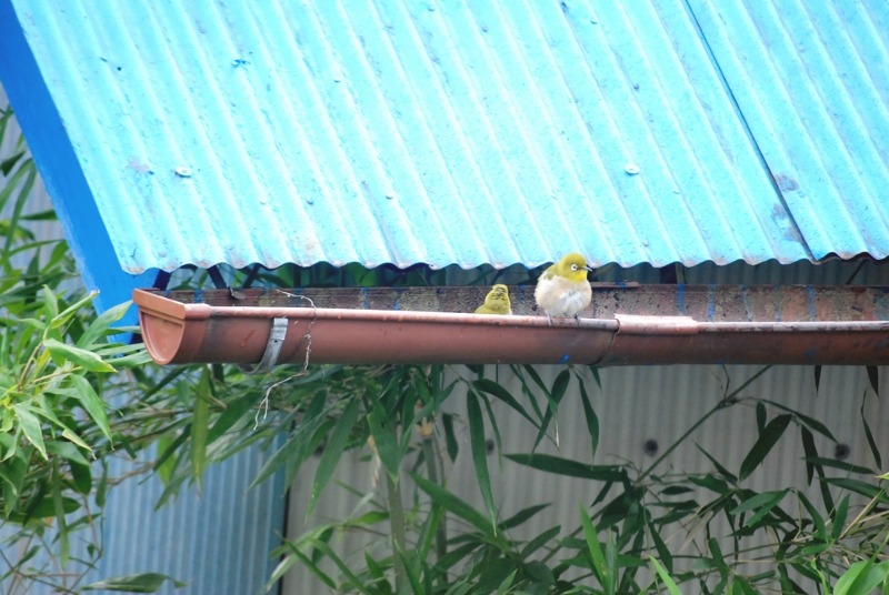 e0025300_1051736.jpg