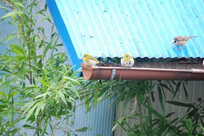 e0025300_10543178.jpg