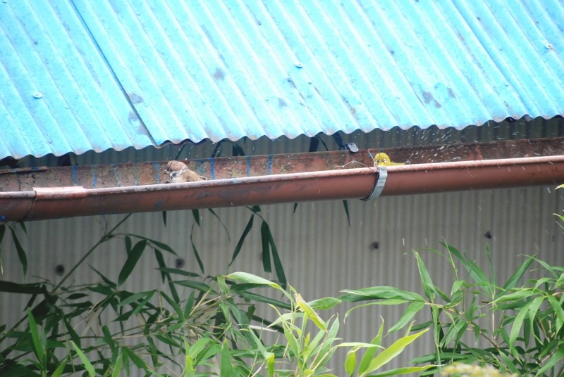 e0025300_11165045.jpg