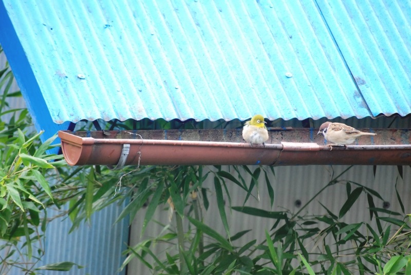 e0025300_113569.jpg